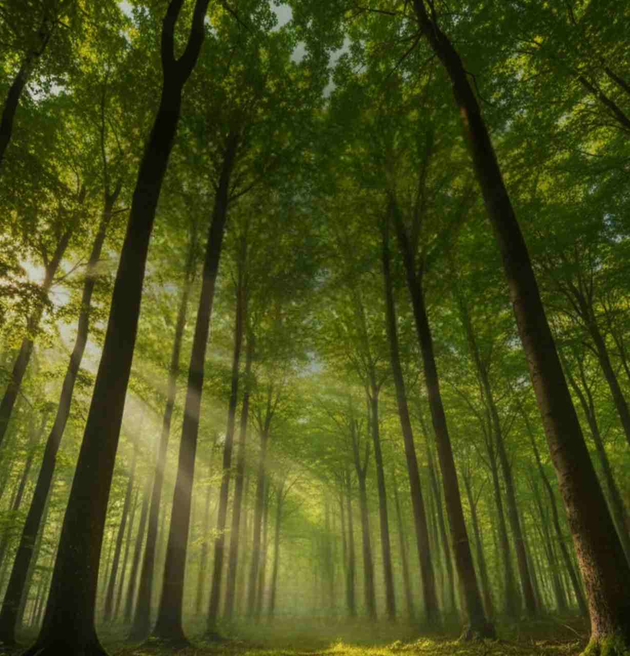 forest-inspired-homes-ajmera-vann-versova-andheri-west-mumbai-maharashtra-set-3